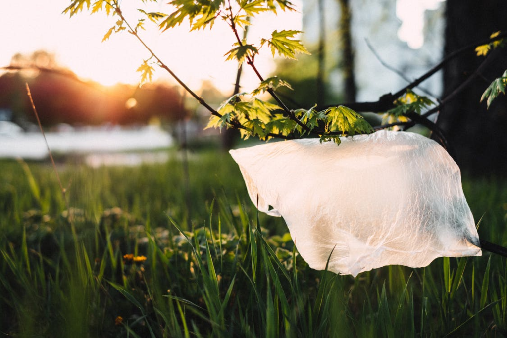 a plastic bag caught in a branch