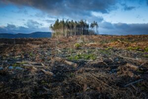 A field with cut-down trees